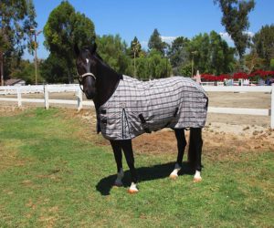 kensington-all-around-cotton-stable-sheet-best-horse-stable-blankets-and-sheets